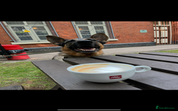 German Shepherd dogs for stud: German shepherd x Malinois for stud - Image 3