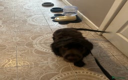 Cockalier dogs for sale: Ruben &rio  - Advert 5