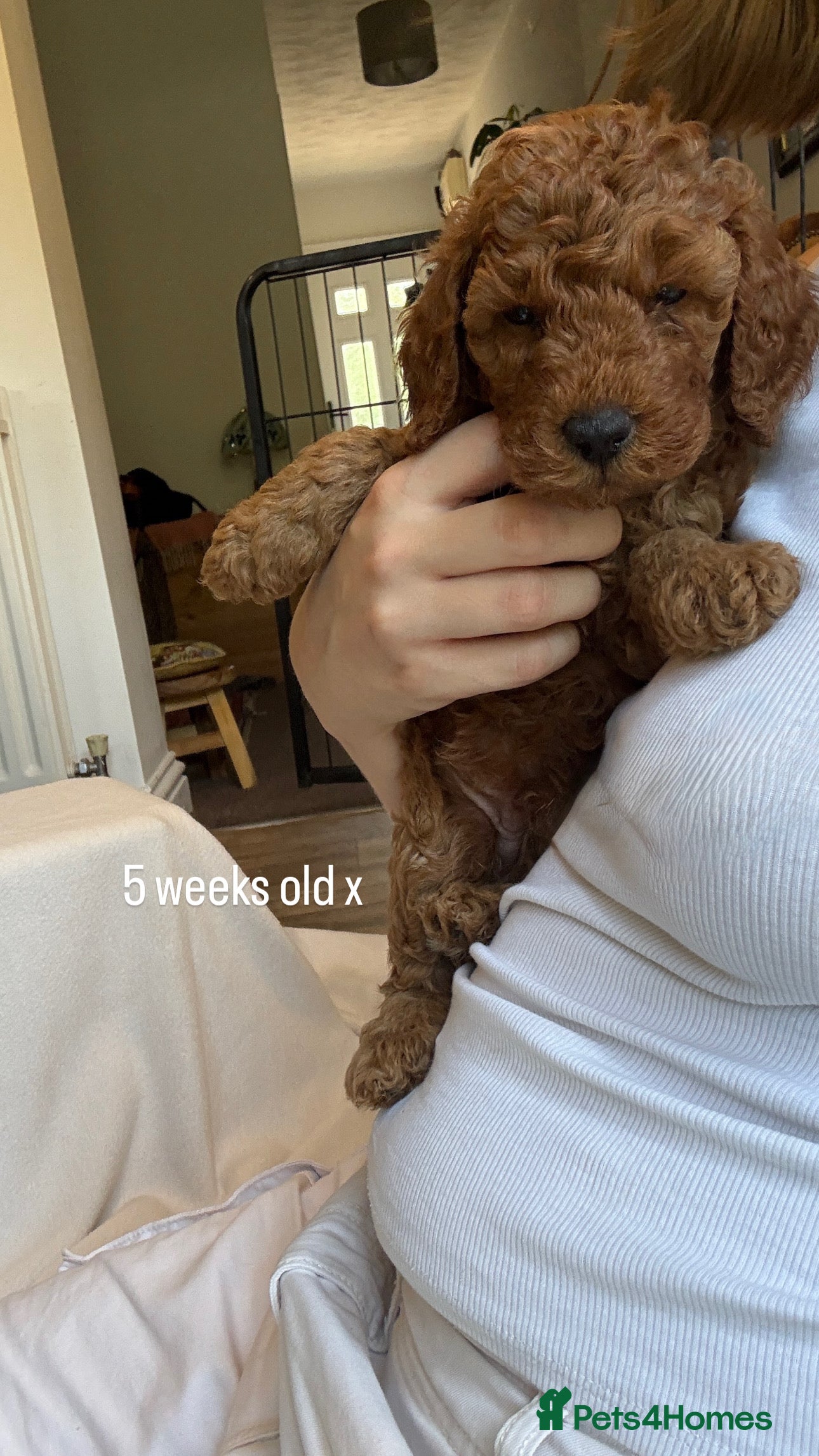 Cockapoo dogs Beautiful All Fox Red F1BB Cockapoo Puppies  - Advert 2