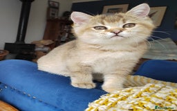 Scottish Fold cats for sale: Scottish Kittens 💜 - Image 35