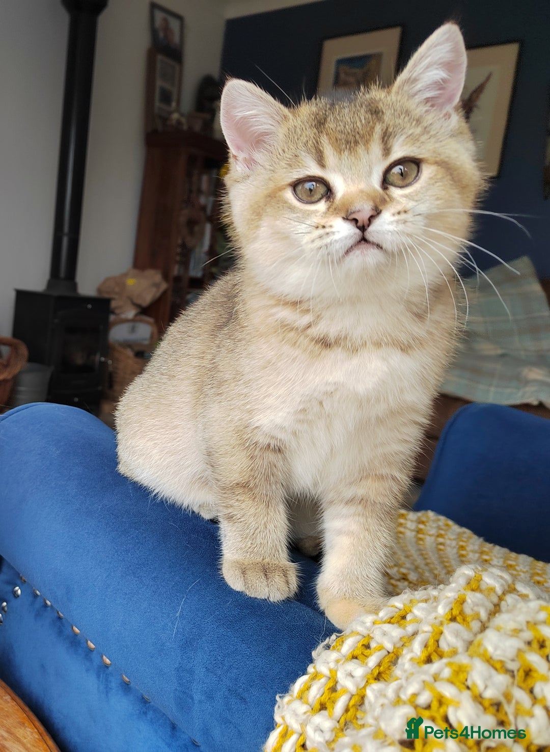 Scottish Fold cats for sale: Scottish Kittens 💜 - Image 35