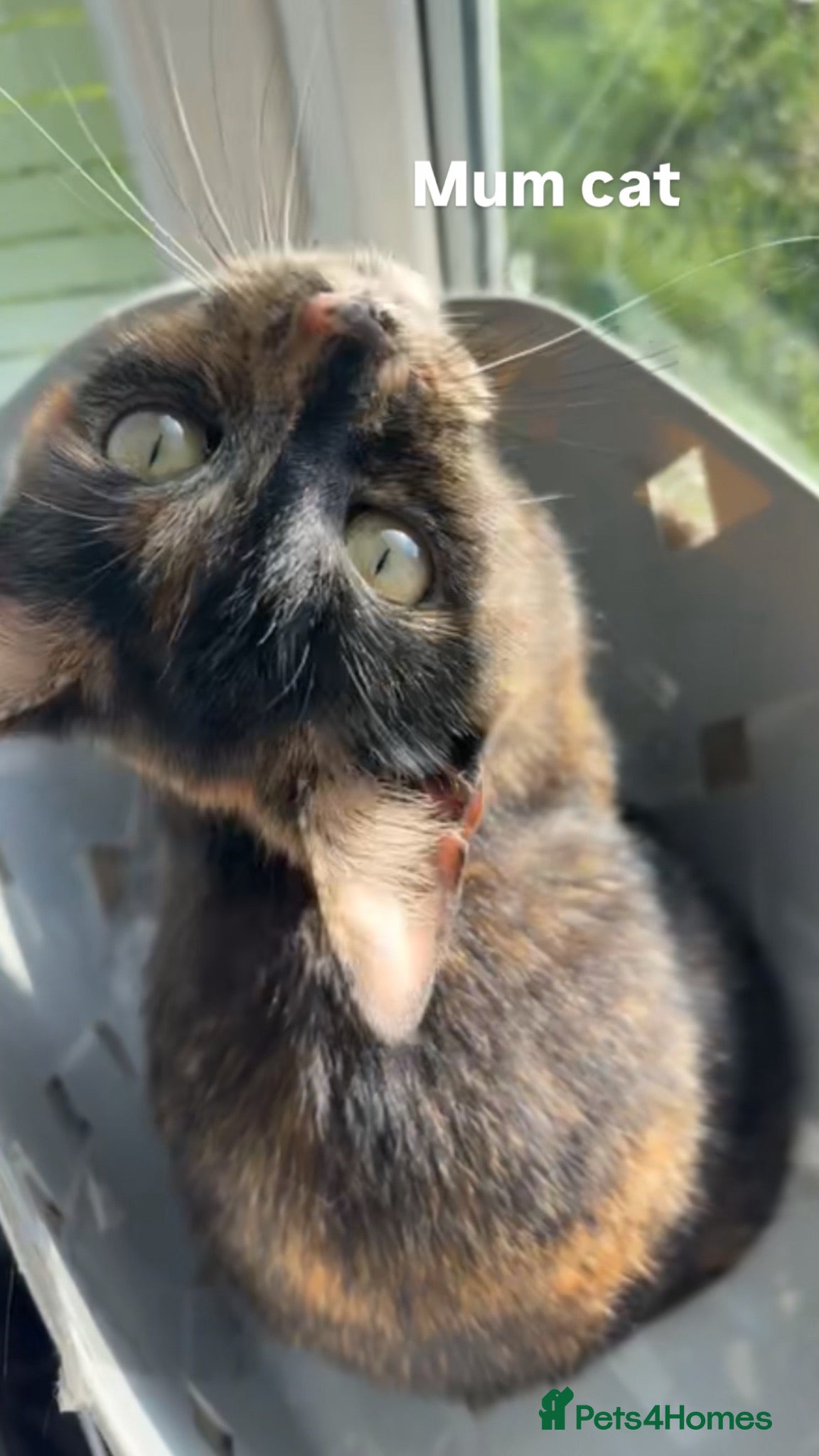 Mixed Breed cats Female Siamese/tabby cats  - Advert 6