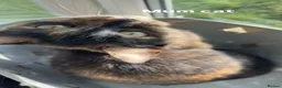 Mixed Breed cats for sale: Female Siamese/tabby cats  - Advert 1