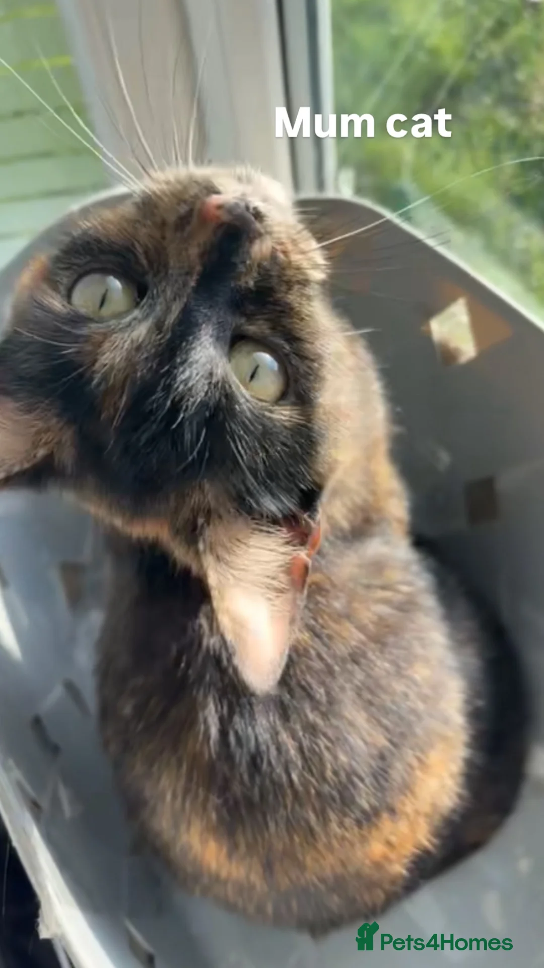 Mixed Breed cats for sale: Female Siamese/tabby cats  - Advert 1