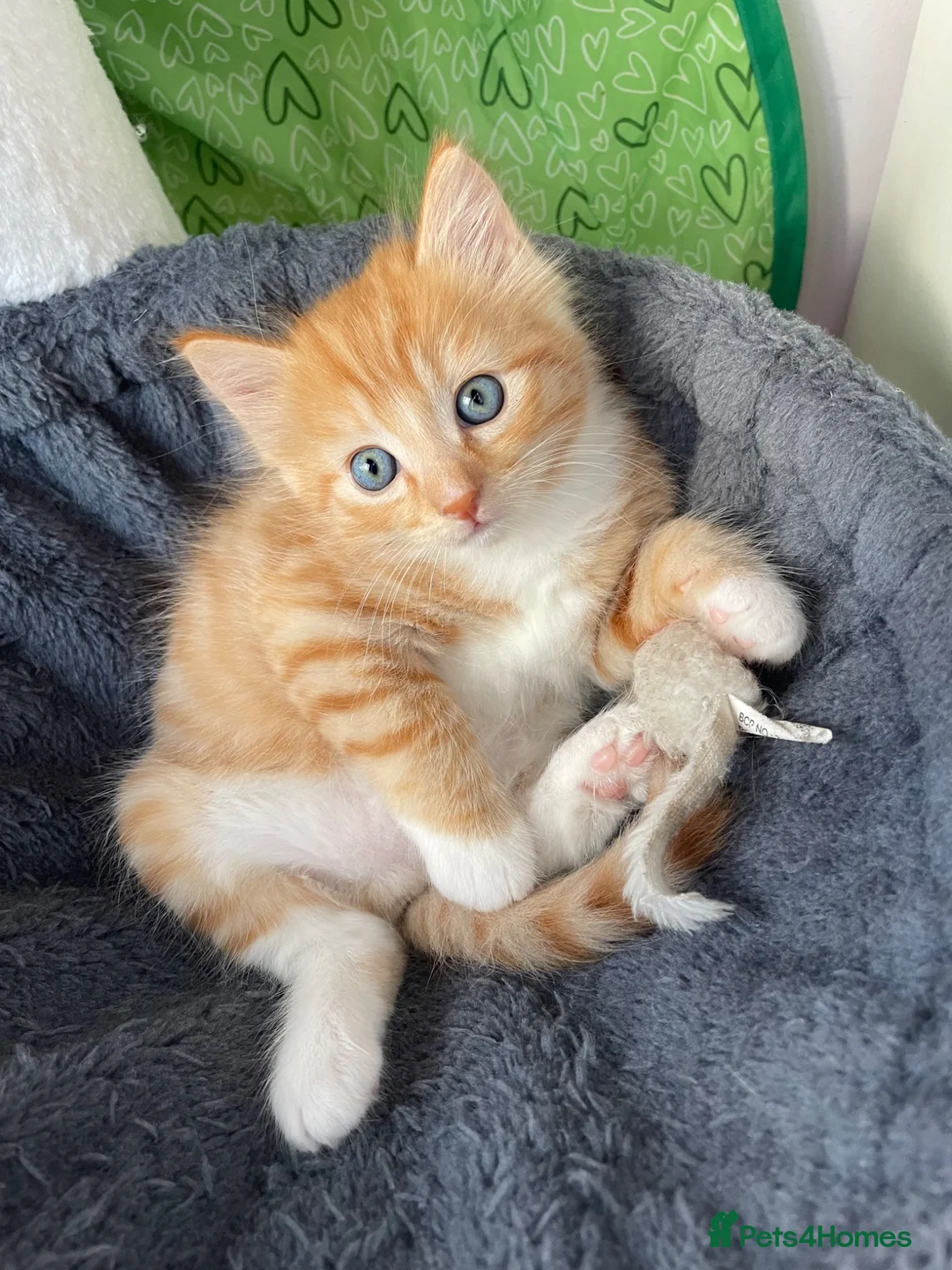 Mixed Breed cats for sale: Beautiful male half-Ragdoll kitten - Advert 15