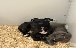 Lurcher dogs for sale: Working Lurcher  - Advert 4