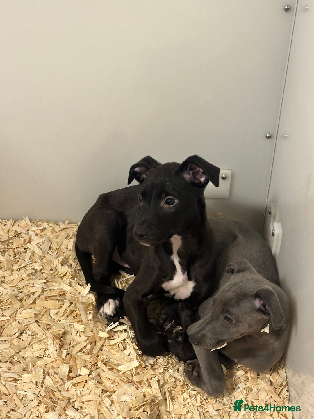 Lurcher dogs for sale: Working Lurcher  - Advert 4