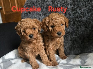 Poochon dogs Gorgeous Poochon puppies - Advert 5