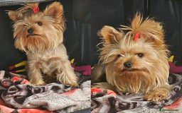 Yorkshire Terrier dogs for stud: YORKSHIRE TERRIER 🐶FULL KC REG.🐶 in London - Image 2