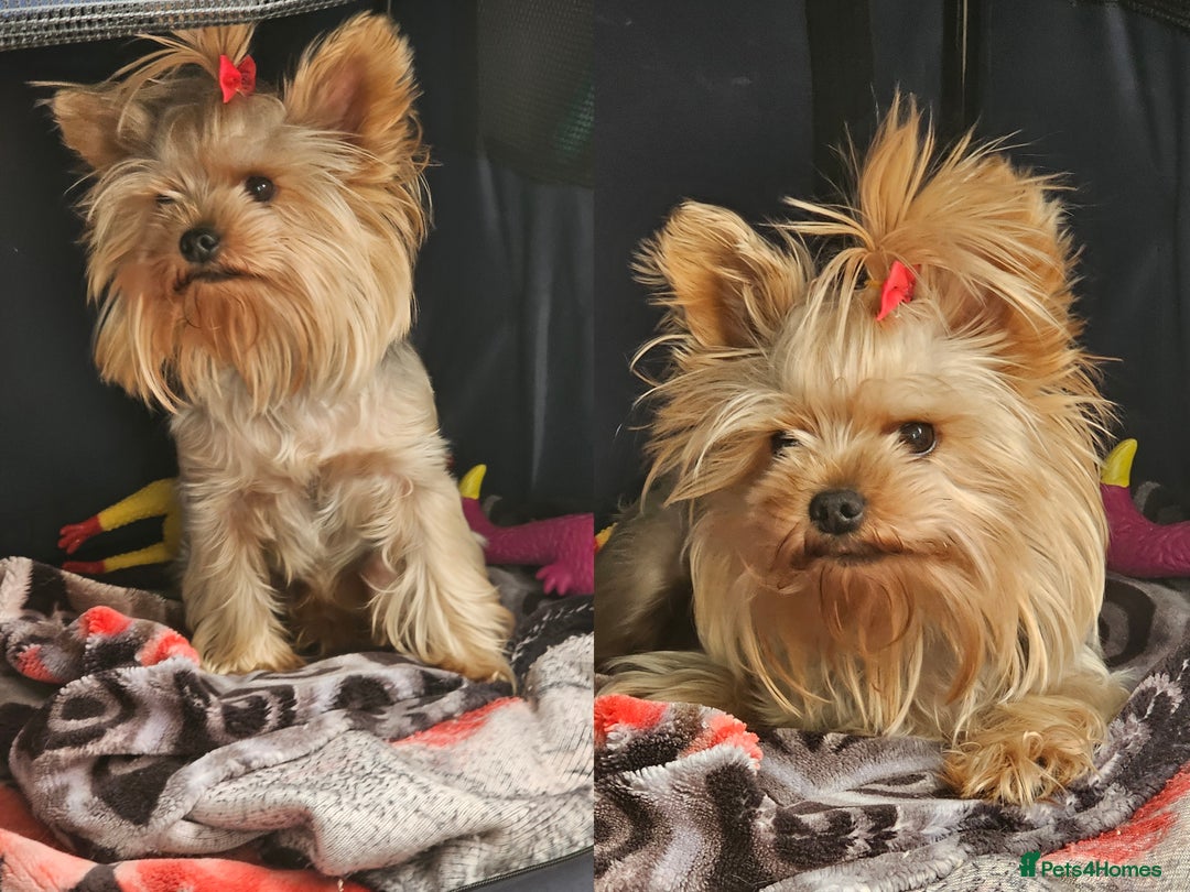 Yorkshire Terrier dogs for stud: YORKSHIRE TERRIER 🐶FULL KC REG.🐶 in London - Image 2