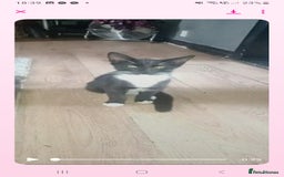 Maine Coon cats for sale: Maincoon baby's  - Image 1