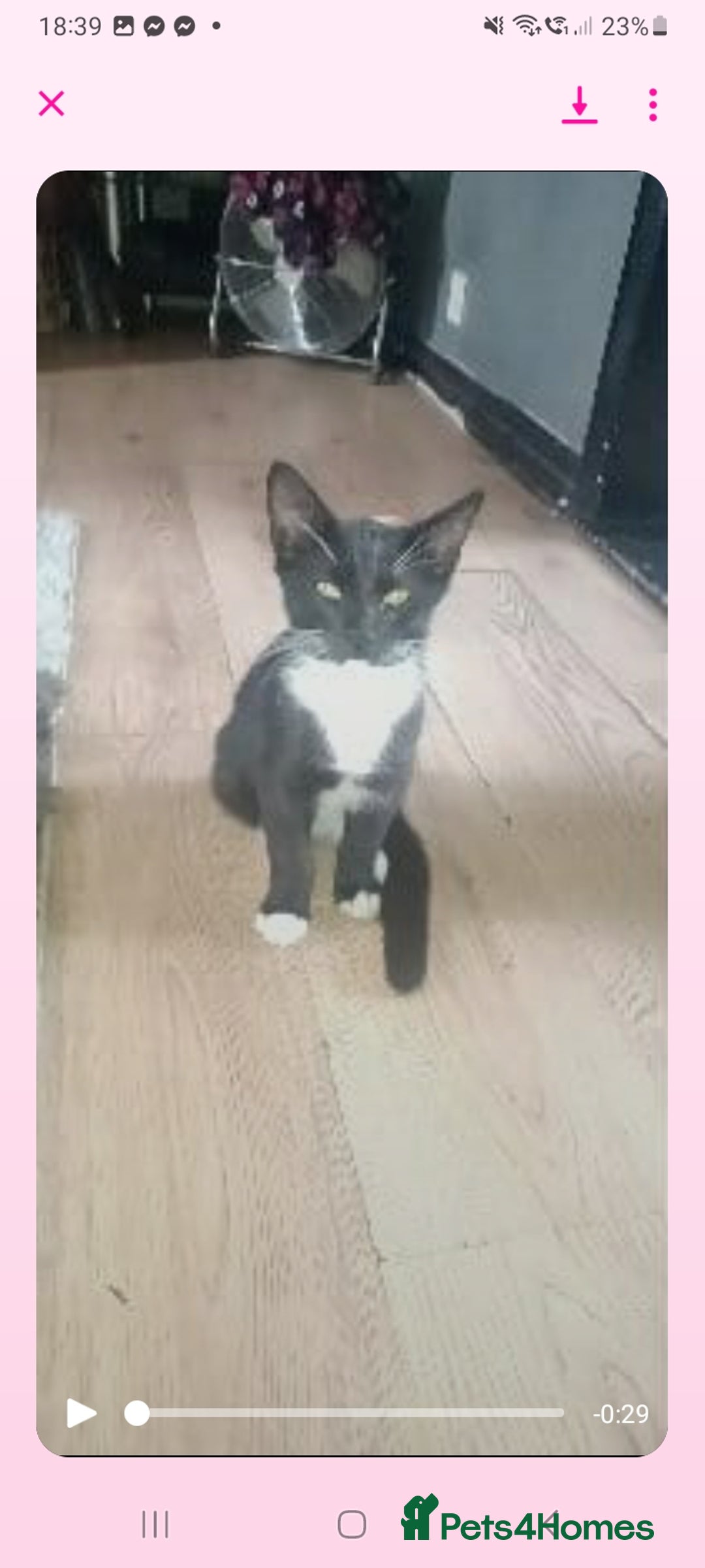 Maine Coon cats for sale: Maincoon baby's  - Image 1