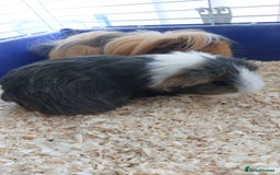 Guinea Pig rodents for sale: 2x female Guinea Pigs  - Image 2