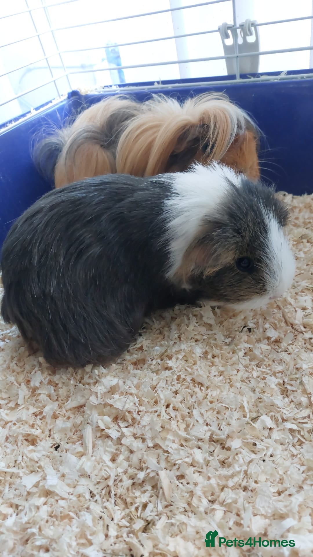 Guinea Pig rodents for sale: 2x female Guinea Pigs  - Image 2