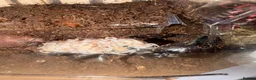 Scorpions invertebrates for sale: Aisan forest scorpion babys in Wigan - Advert 1
