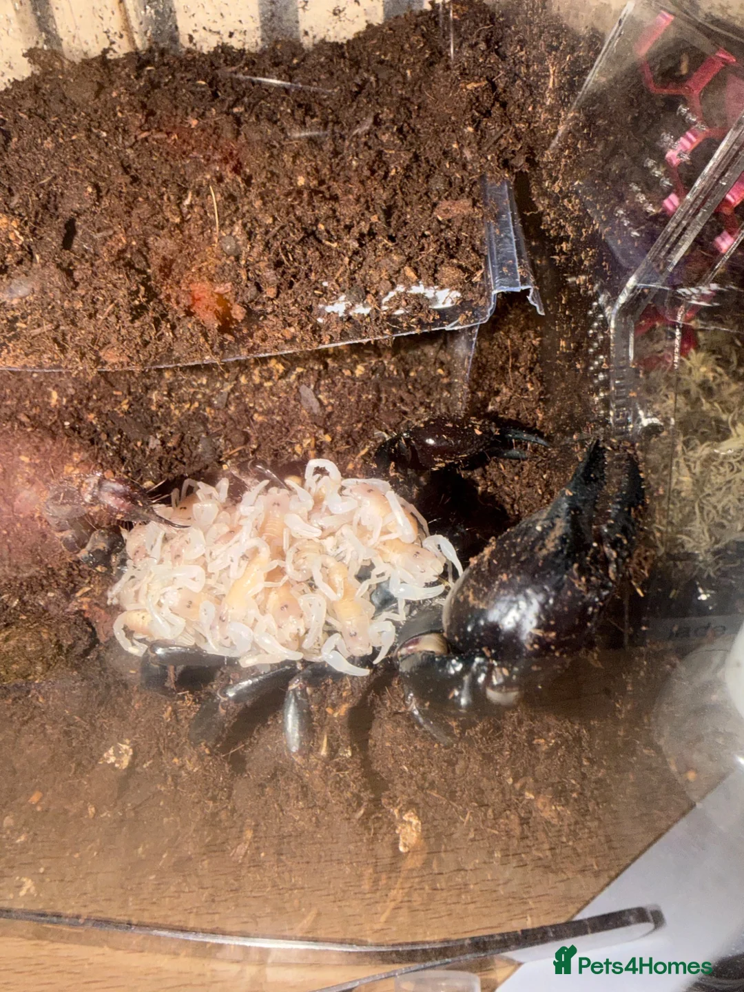Scorpions invertebrates for sale: Aisan forest scorpion babys in Wigan - Advert 1