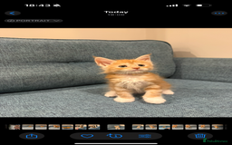 Maine Coon cats for sale: Maine Coon Kittens - Image 19