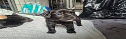 Mixed Breed dogs for sale: 🐾 Beautiful French Bulldog × Cockapoo Puppies 🐾 - Advert 26