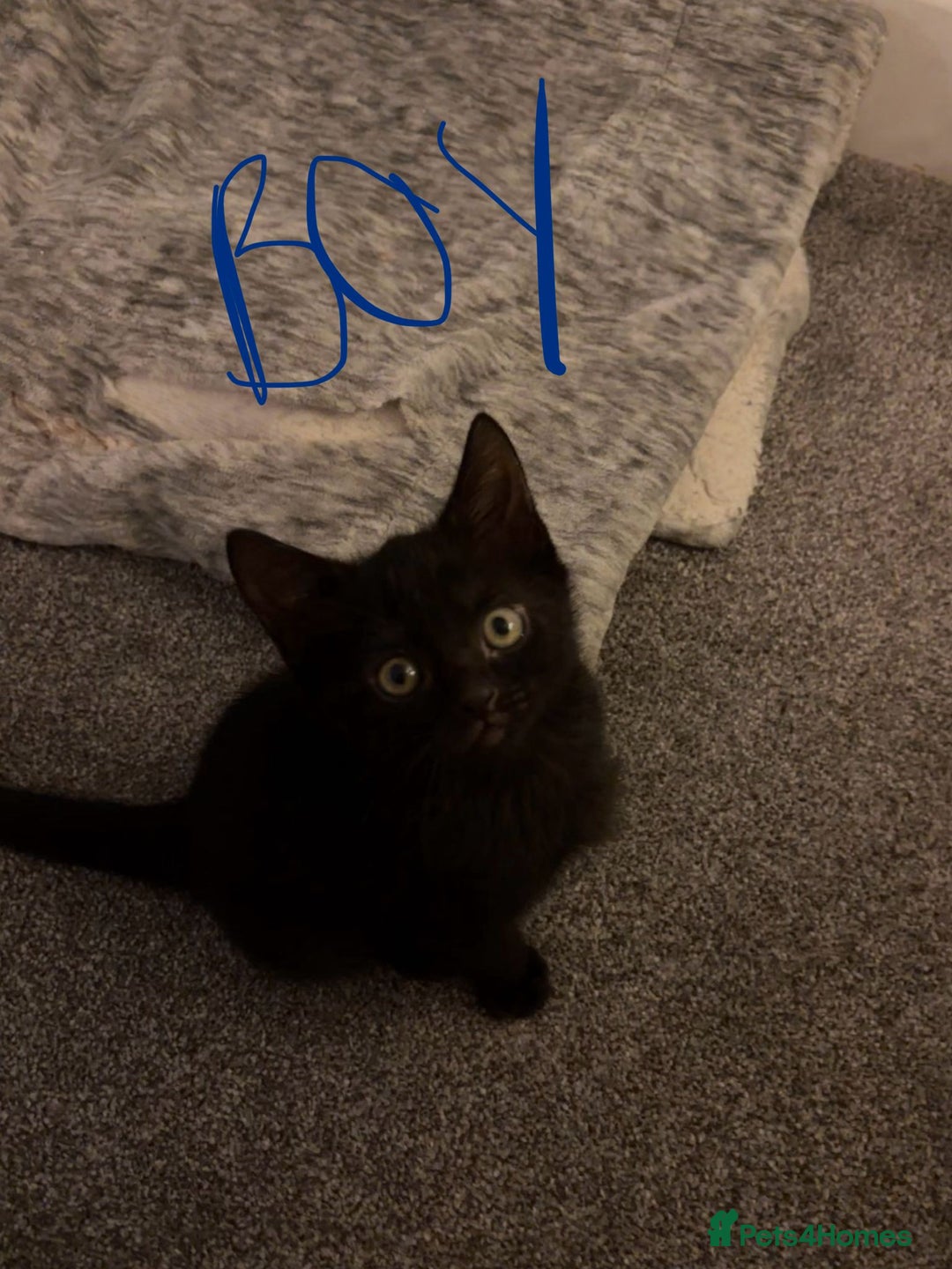 Mixed Breed cats for sale: Adorable Black Kittens – 3 Left! - Advert 3