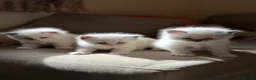 Ragdoll cats for sale: Exceptional Quality Ragdoll Kittens  - Advert 4