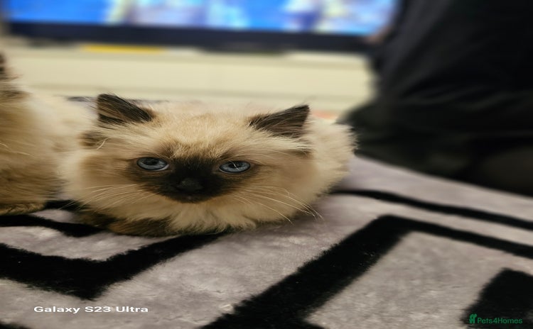 Ragdoll cats - Advert 10