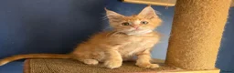 Maine Coon cats for sale: Tica MaineCoon  - Advert 6