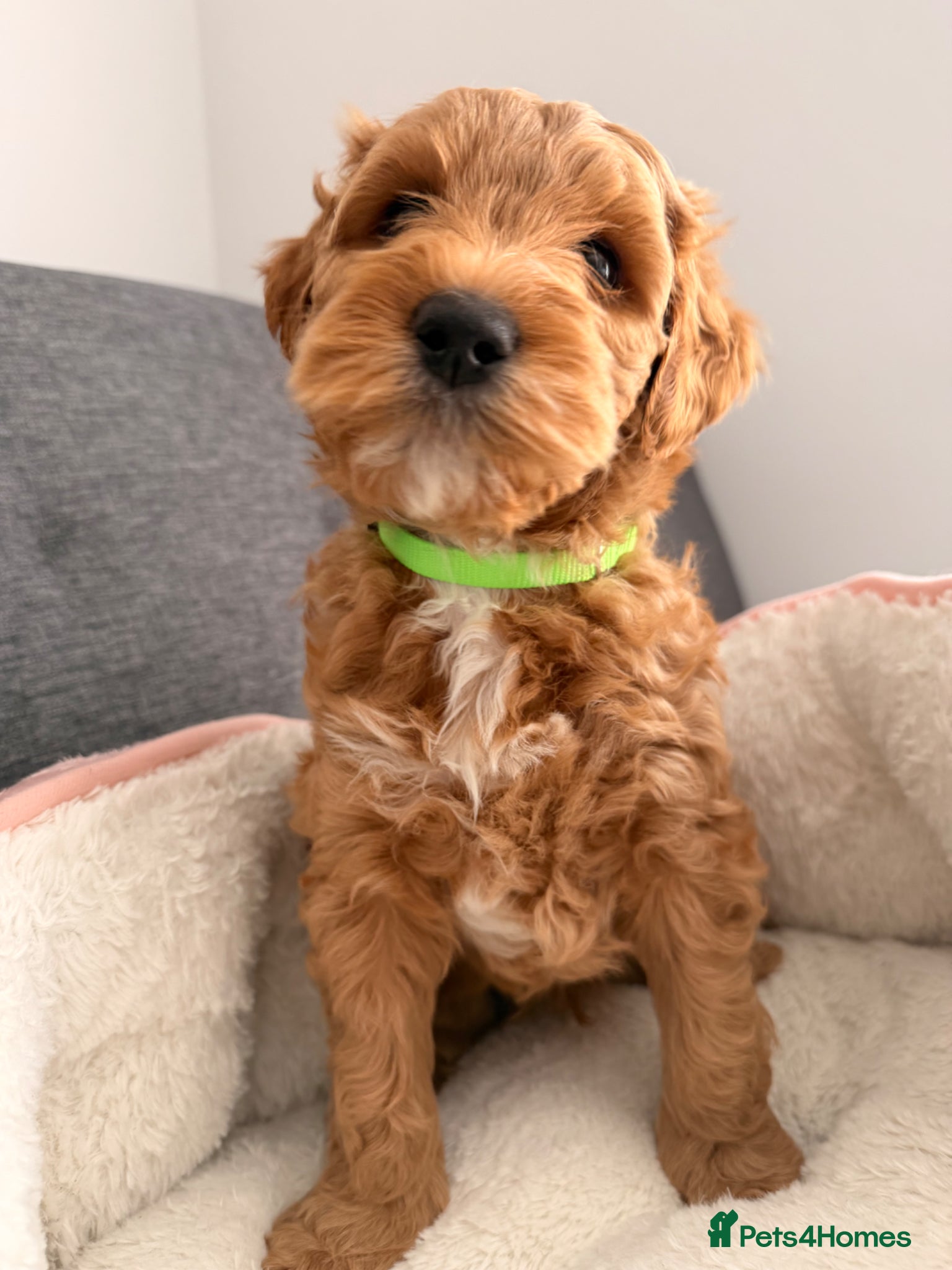 Australian Labradoodle dogs Australian Labradoodles Multigenerational  - Advert 1