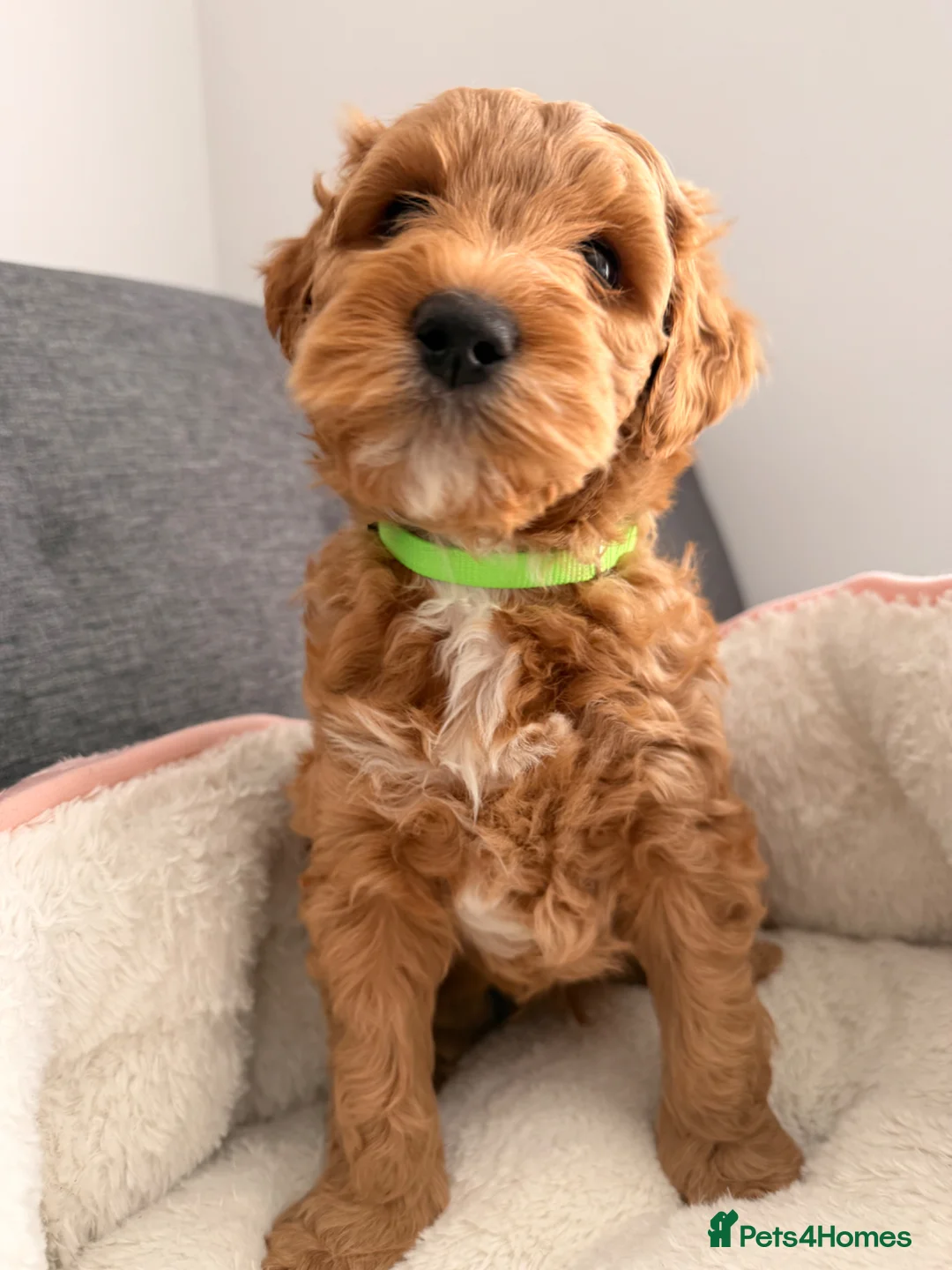 Australian Labradoodle dogs for sale: Australian Labradoodles Multigenerational  - Advert 1