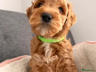 Australian Labradoodle dogs Australian Labradoodles Multigenerational - Advert 17