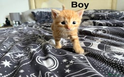 Domestic Shorthair cats for sale: 6 beautiful babies 5 boys and 1 girl - Image 17