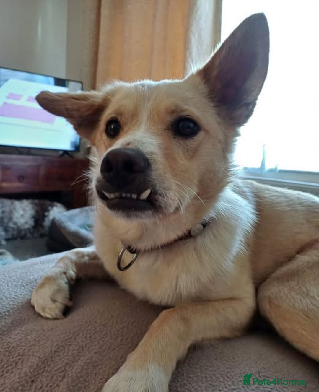 Mixed Breed dogs for adoption: Cute friendly young Truffles-Suffolk/Essex Border in Colchester - Advert 2