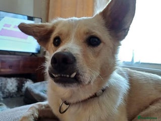 Mixed Breed dogs in Colchester - Advert 15