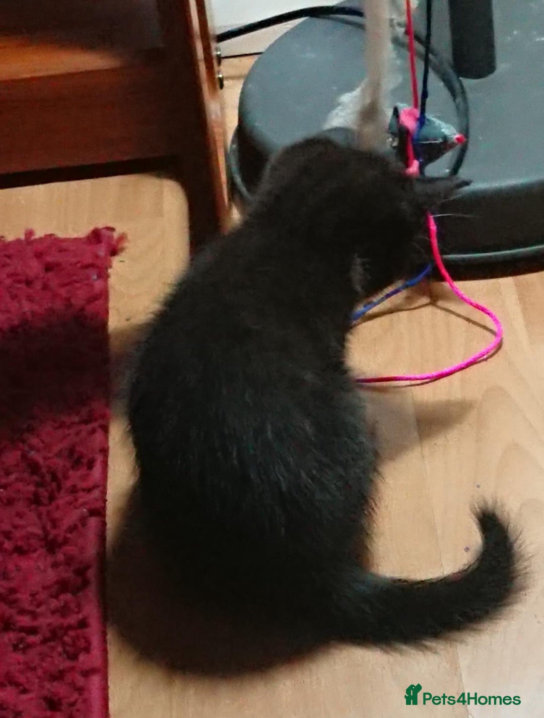 Mixed Breed cats for sale: Beautiful litter of 5 kittens 3 girls 2 boys - Advert 8