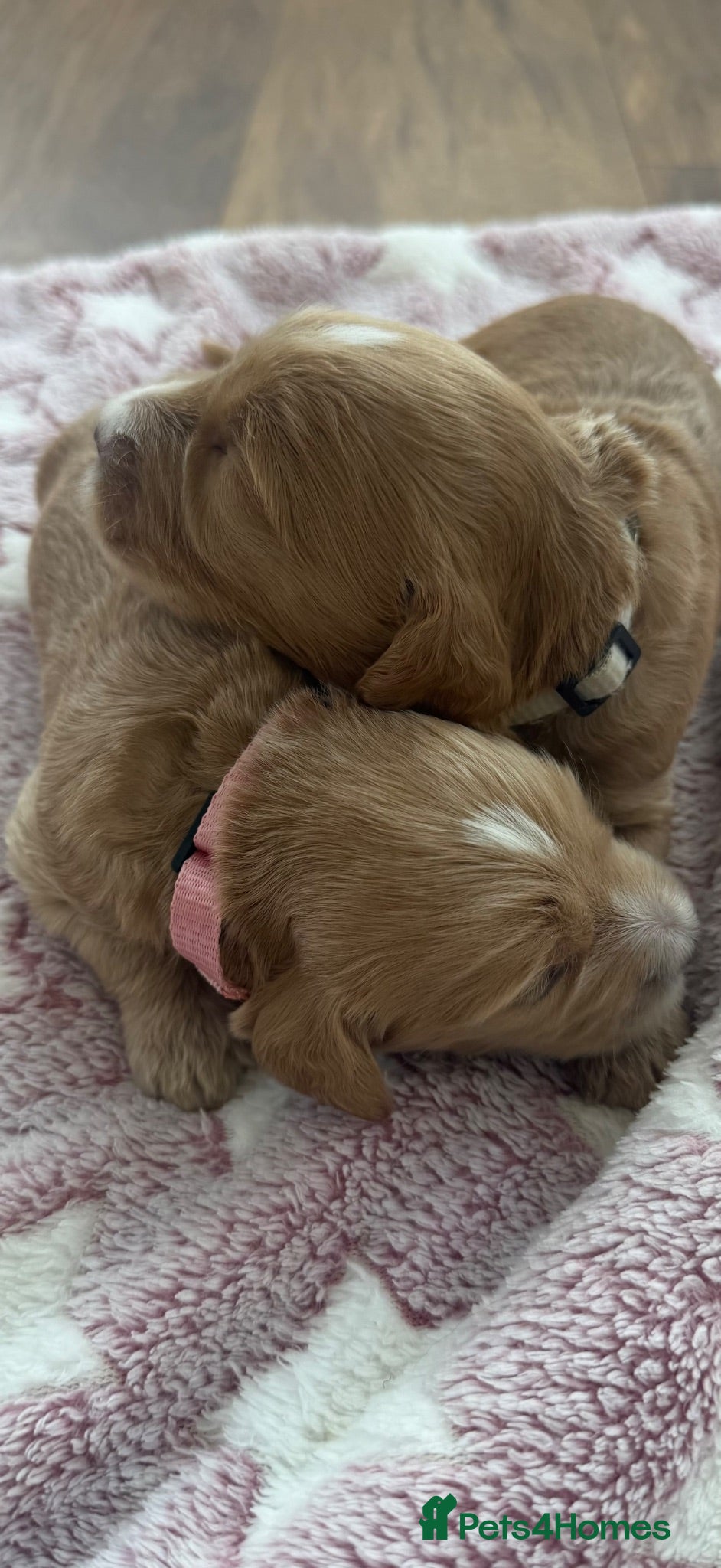 Goldendoodle dogs Stunning Multigenerational Goldendoodle Girls  - Advert 2