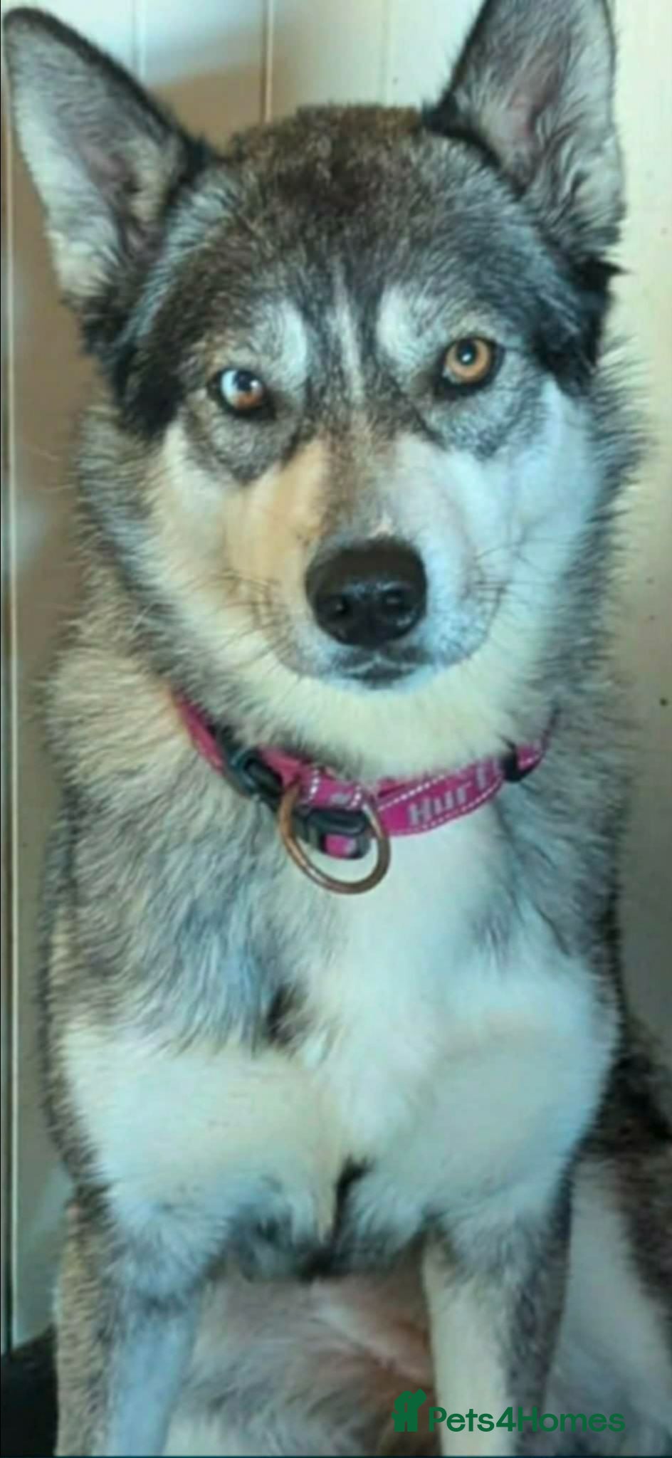 Mixed Breed dogs 2x 6Month old Chowskis  - Advert 4