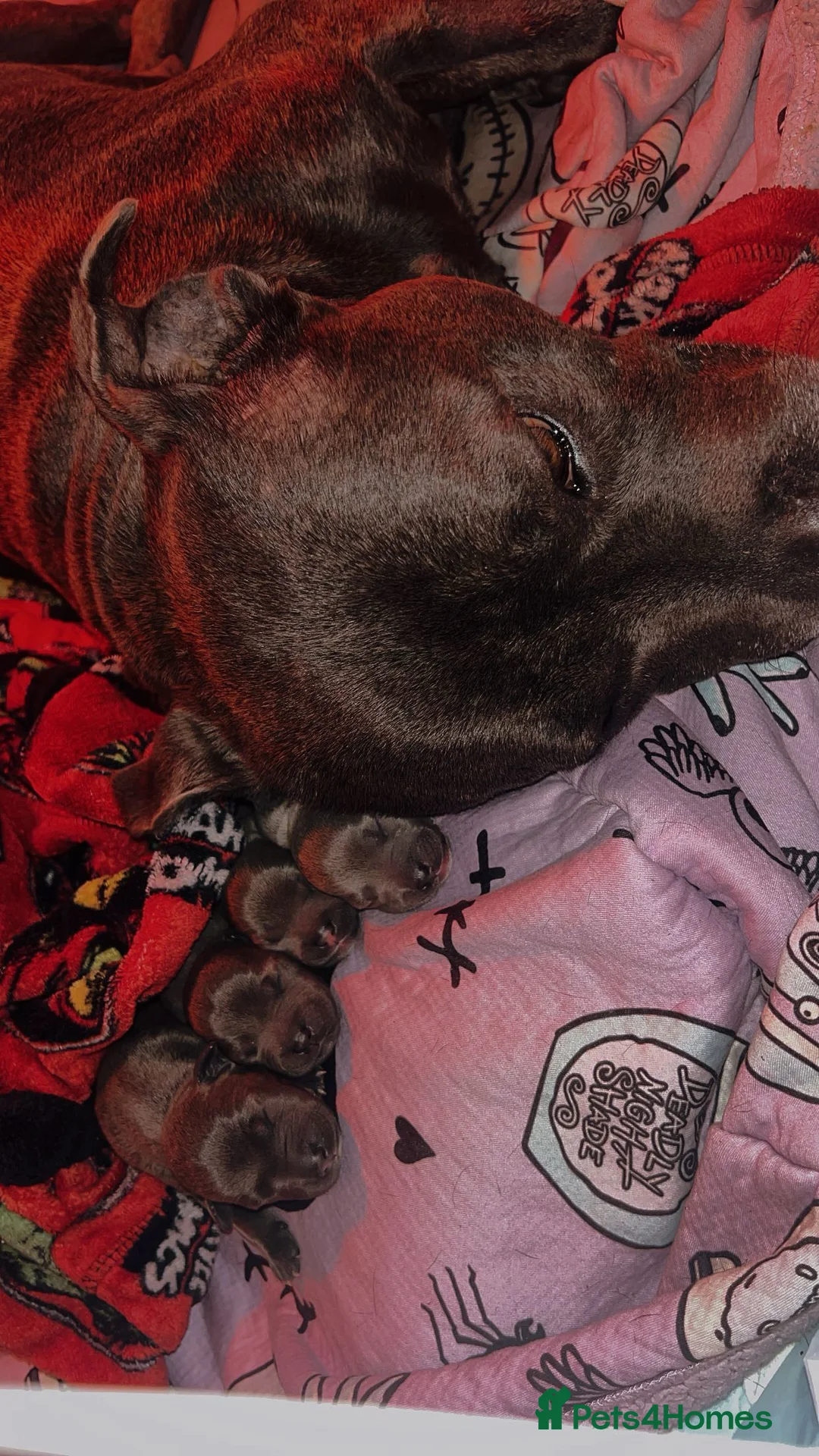Staffordshire Bull Terrier dogs for sale: Blue staff puppies - Advert 7