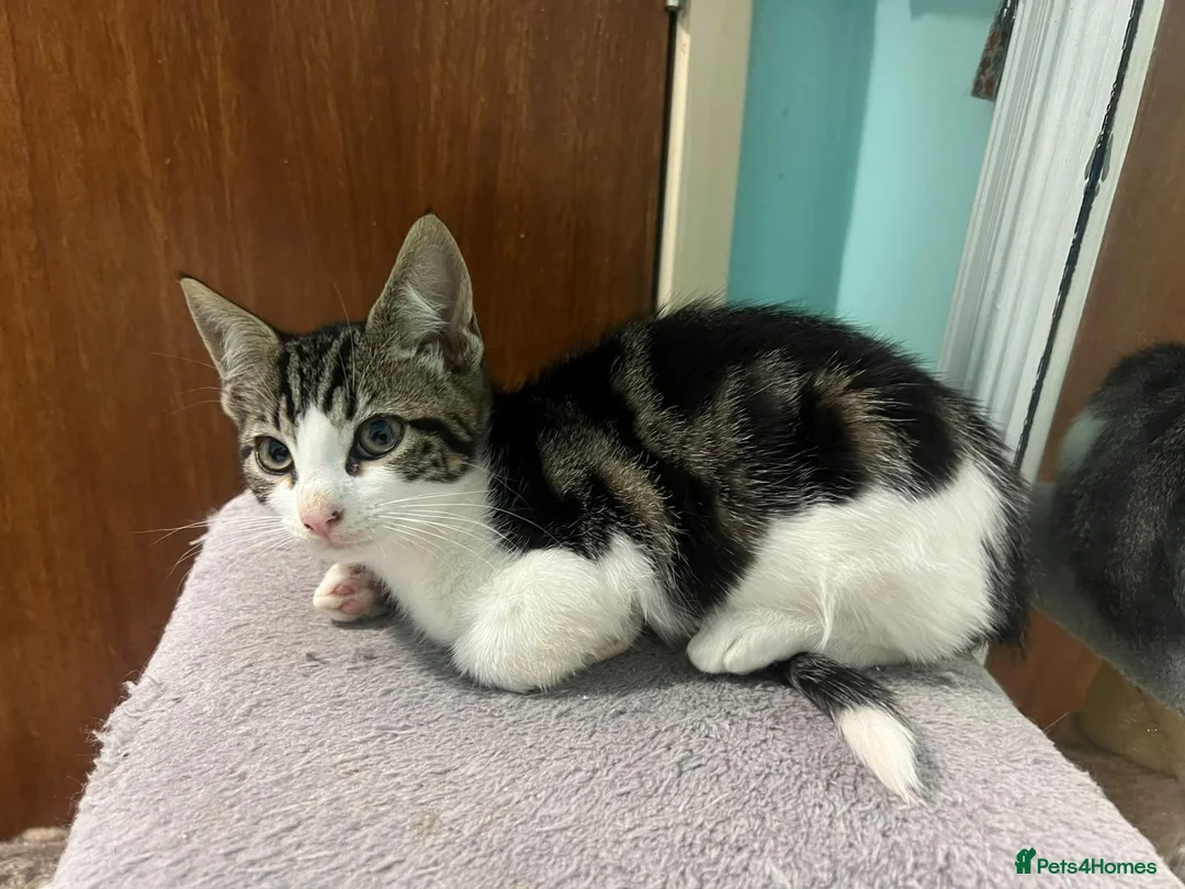 Mixed Breed cats for adoption: Cute Patch looking for a home - Advert 1