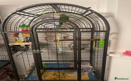 Ringnecks birds for sale: Female ring neck parrot  - Advert 3