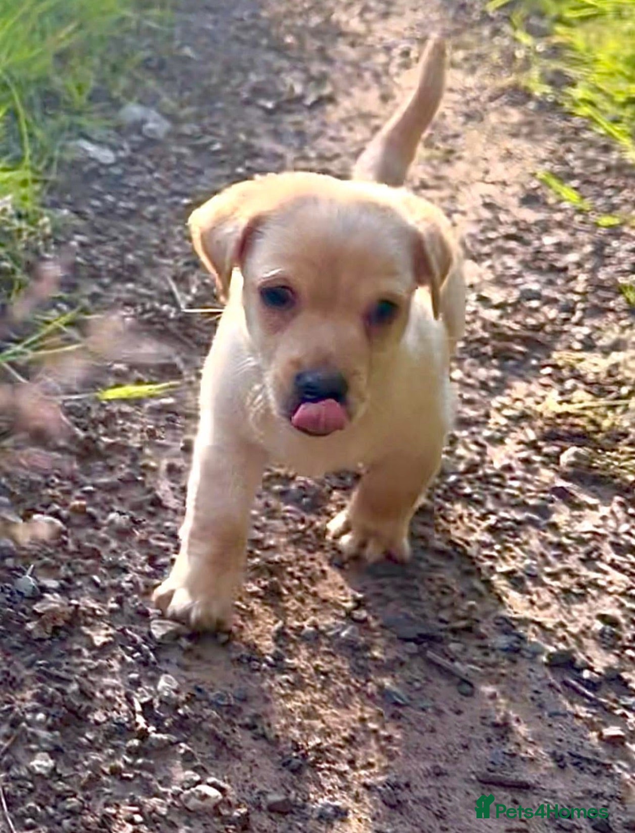 Jackapoo dogs 1 beautiful boy  - Advert 4