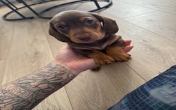 Miniature Dachshund dogs for sale: Miniature daschunds  READY TO LEAVE 29th SEPT - Image 17