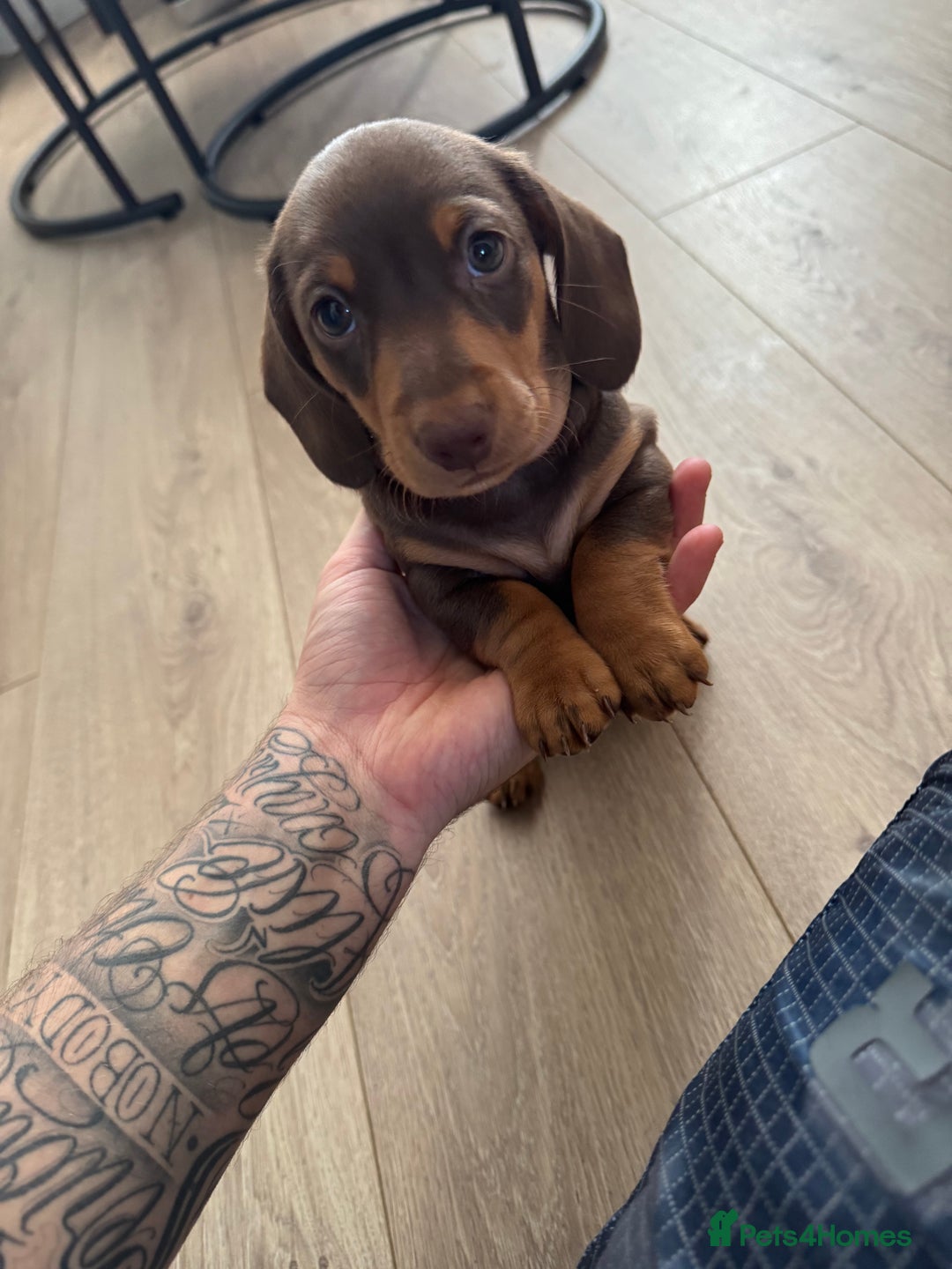 Miniature Dachshund dogs for sale: Miniature daschunds  READY TO LEAVE 29th SEPT - Image 17