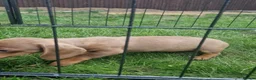 Dachshund dogs for sale: Soo cute  - Advert 26