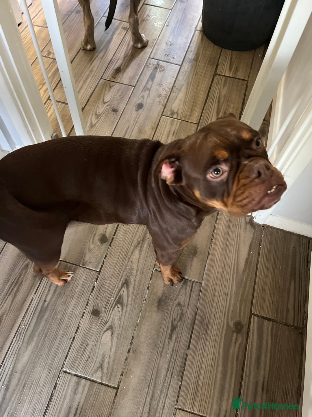 Olde English Bulldogge dogs for sale: Loving oldEngland Bulldog Lookingfor a 4eva Home  - Advert 13