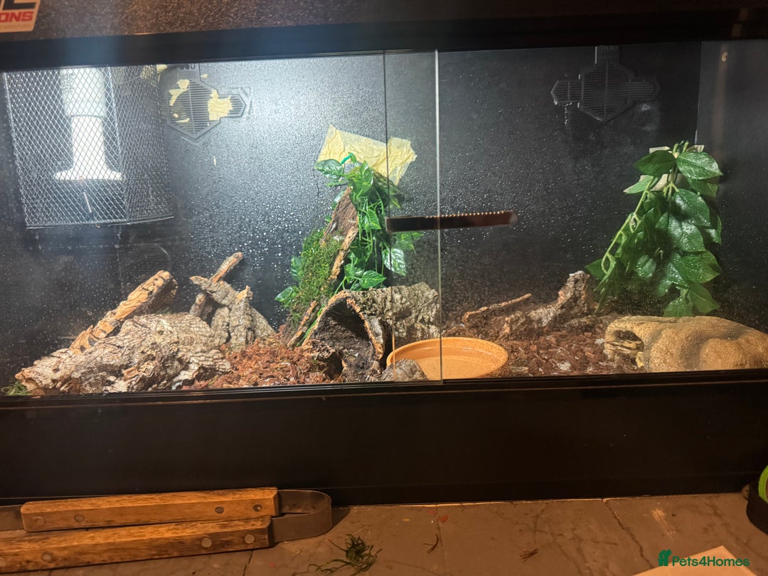 Python Snake reptiles for sale: Beautiful male inferno morph ball python  - Advert 11