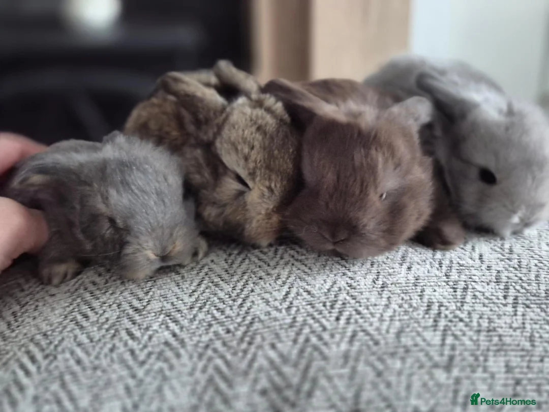 Mini Lop rabbits for sale: Beautifull  mini lops - Advert 2