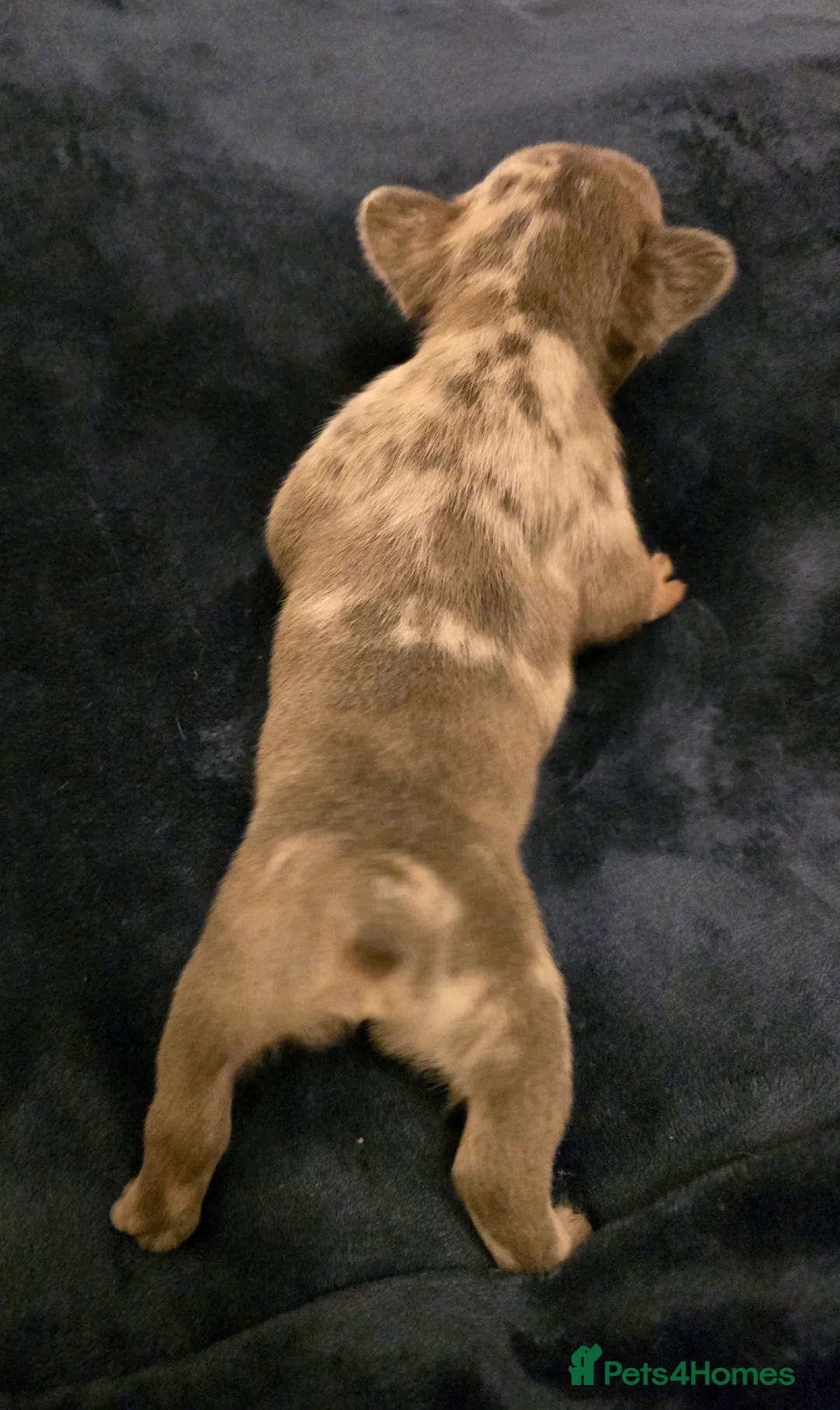 French Bulldog dogs for sale: Chunky Frenchie Puppies  - Advert 35