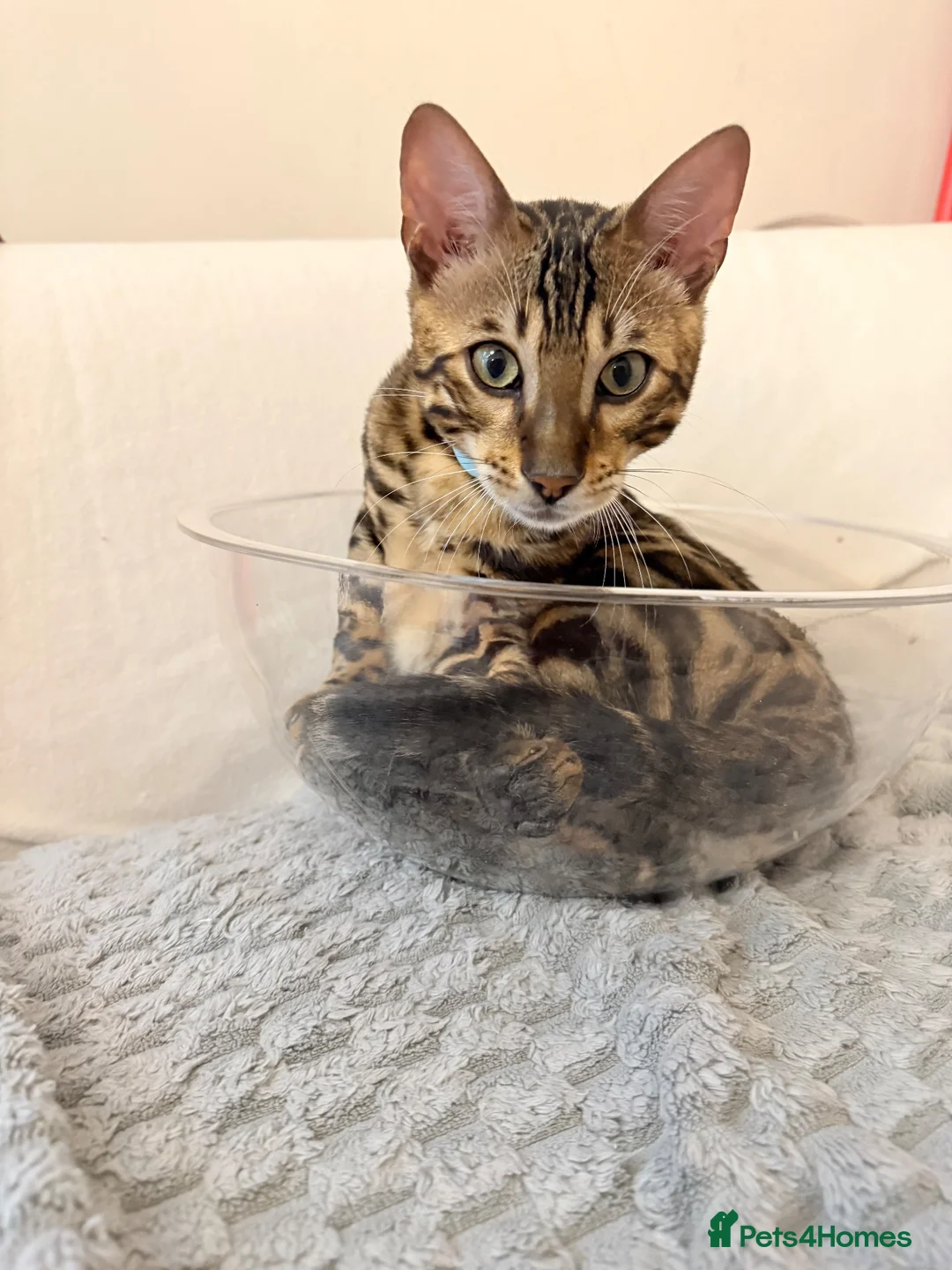 Bengal cats for sale: Friendly & Sociable Bengal Male Kitten - Advert 14