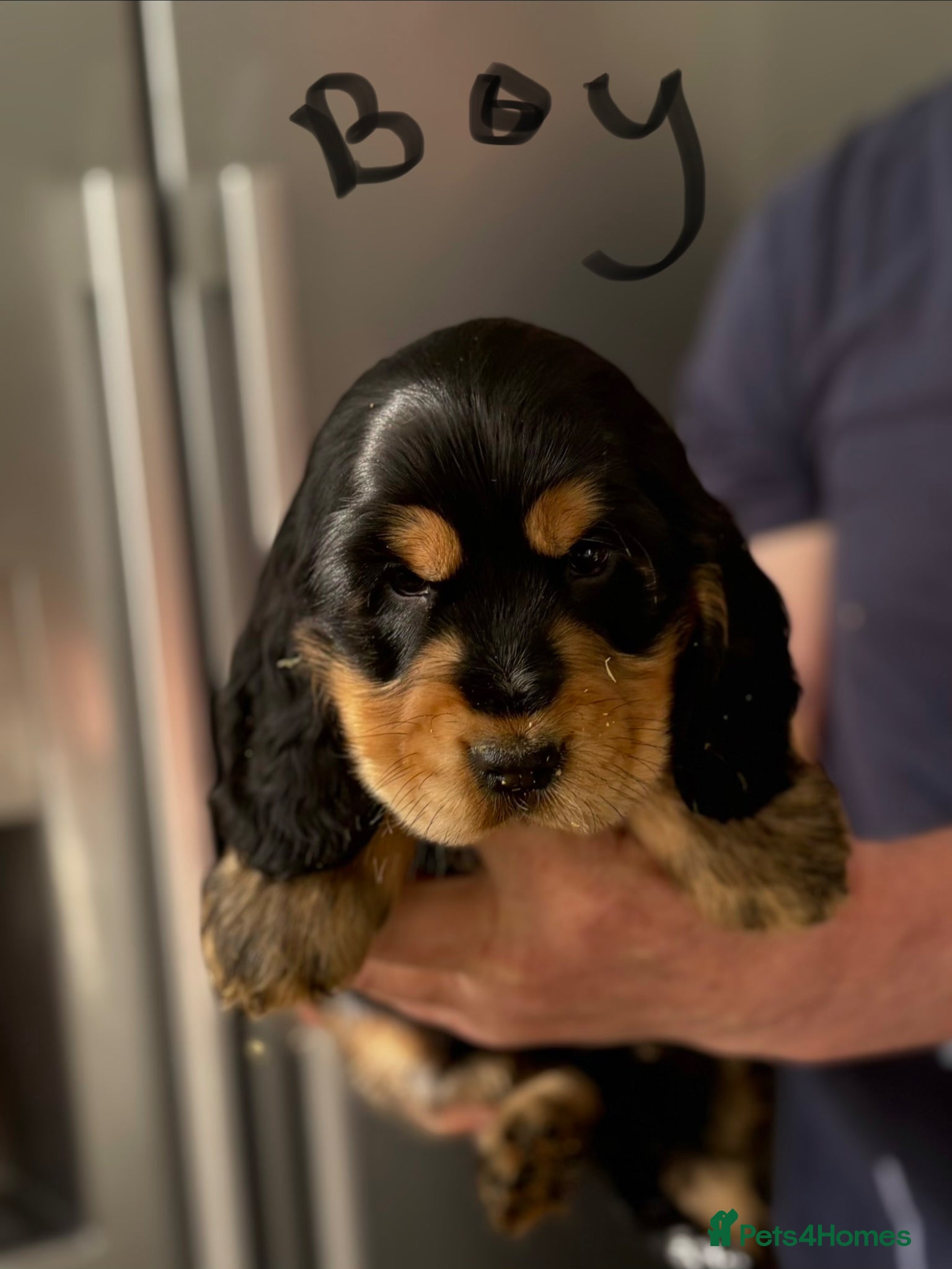 Cocker Spaniel dogs Show cocker spaniels - Advert 2