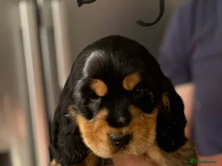 Cocker Spaniel dogs Show cocker spaniels - Advert 9