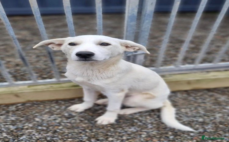 Mixed Breed dogs - Advert 5